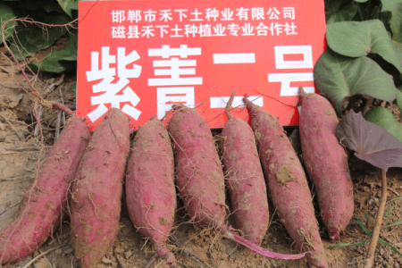 紫菁2號薯塊均勻