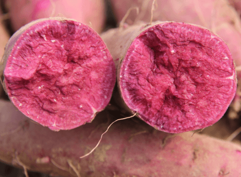 脫毒紫薯紫菁2號切面