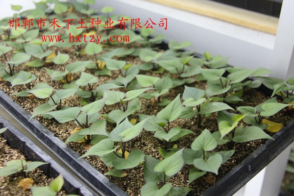 禾下土脫毒秦薯8號(hào)原種組培苗