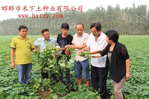 楊凌金薯種業(yè)科技有限公司朱渭兵老師到禾下土脫毒原種基地指導(dǎo)工作