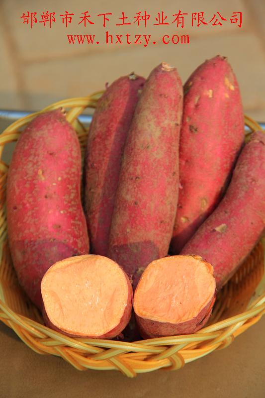 禾下土脫毒秦薯8號(hào)原種切面表現(xiàn)