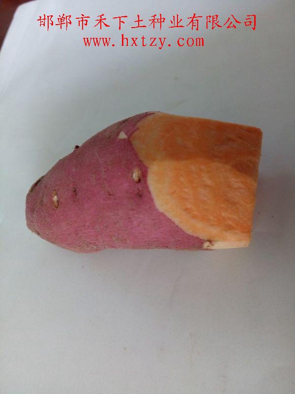 禾下土脫毒秦薯8號(hào)原種切面表現(xiàn)