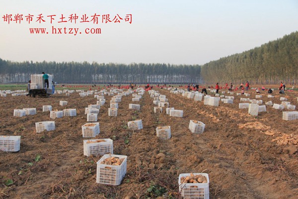 禾下土脫毒北京553原種基地收獲裝箱