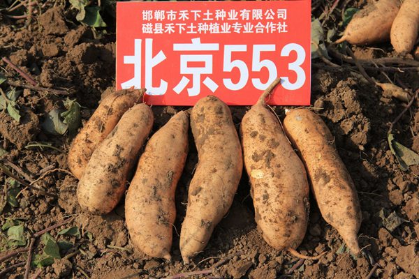 禾下土脫毒北京553單塊