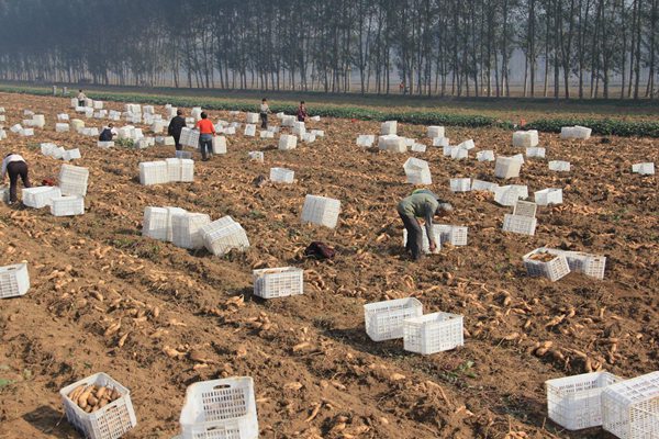 禾下土脫毒北京553原種基地裝箱