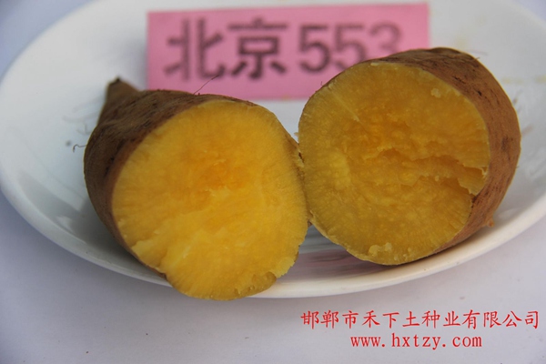 北京553蒸熟切面