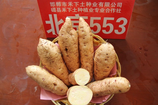 禾下土脫毒北京553單塊