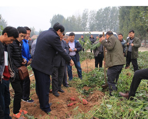 現(xiàn)場采收脫毒紅薯