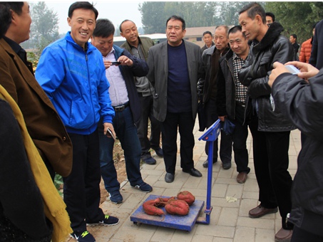 脫毒紅薯采收稱重