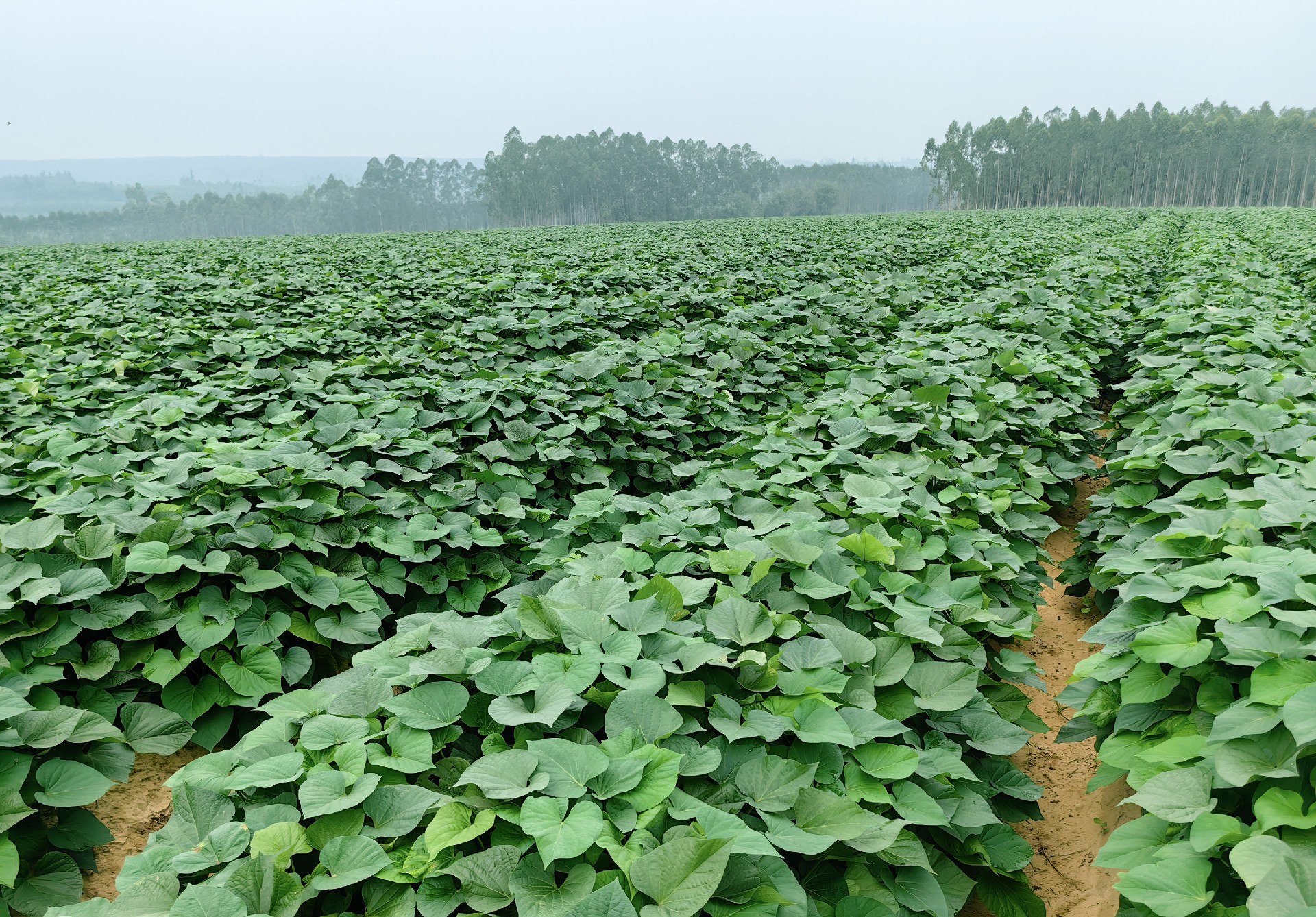 1704933196178038.jpg 1702274859196044.jpg